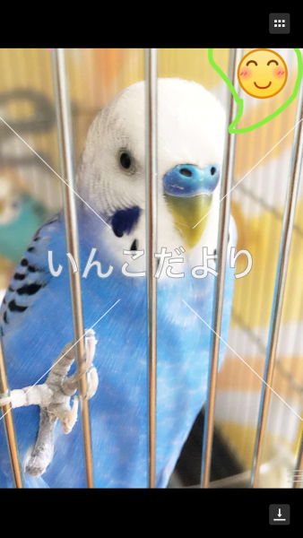 迷い鳥の写真