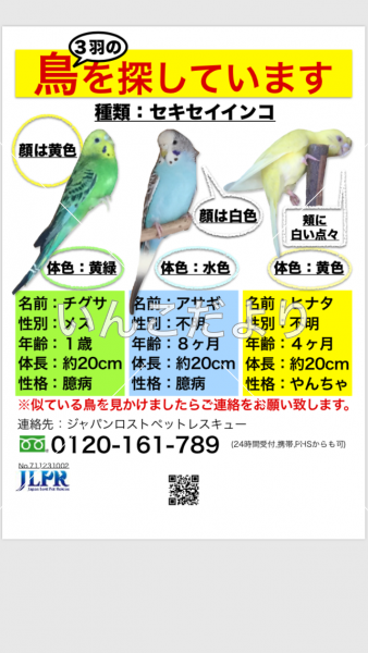 迷い鳥の写真