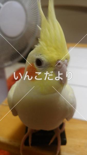 迷い鳥の写真
