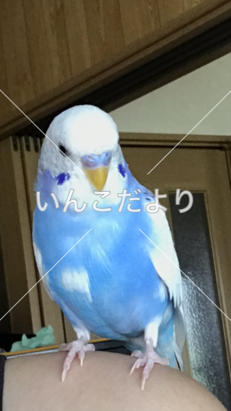 迷い鳥の写真