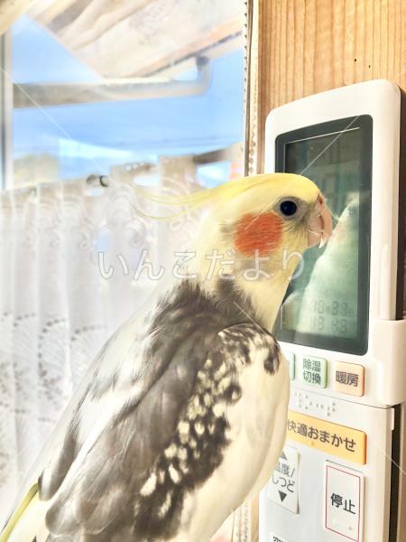 迷い鳥の写真