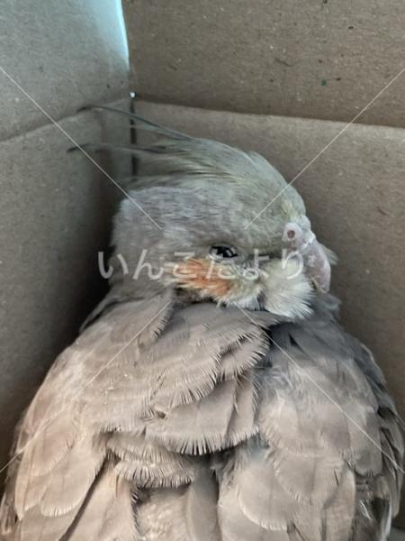 保護鳥の写真