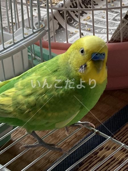 迷い鳥の写真