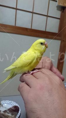 迷い鳥の写真