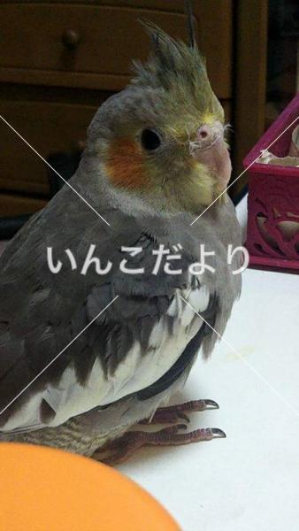 迷い鳥の写真