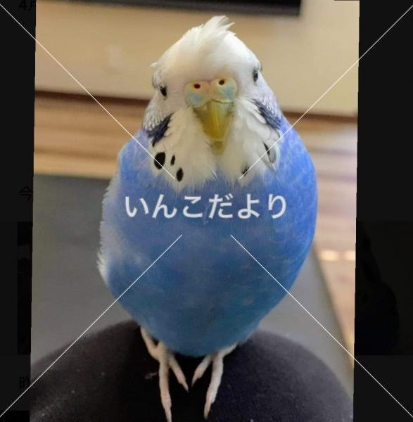 迷い鳥の写真