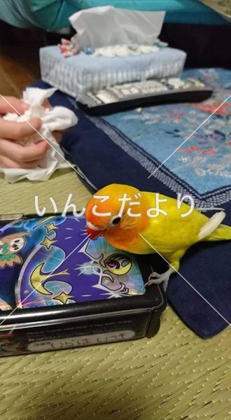 迷い鳥の写真