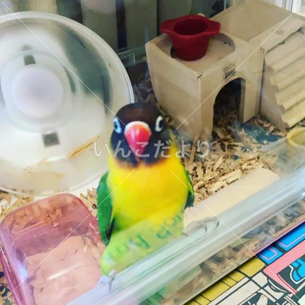 保護鳥の写真