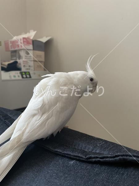迷い鳥の写真