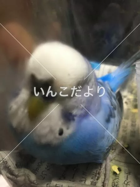 保護鳥の写真