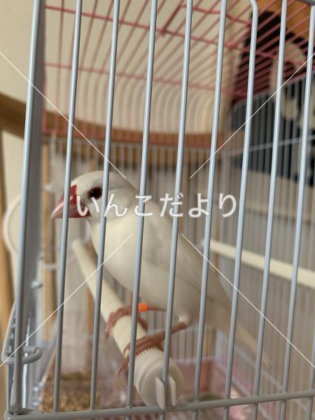 保護鳥の写真