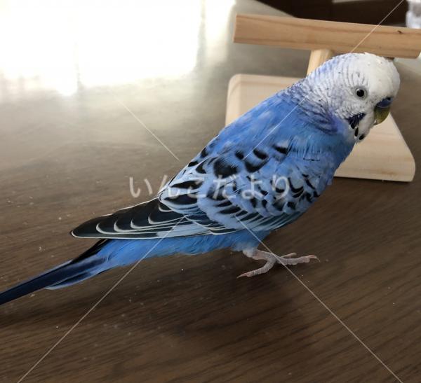 保護鳥の写真