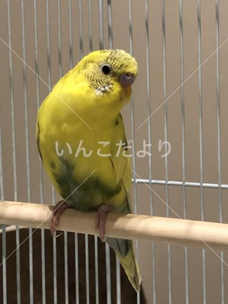迷い鳥の写真
