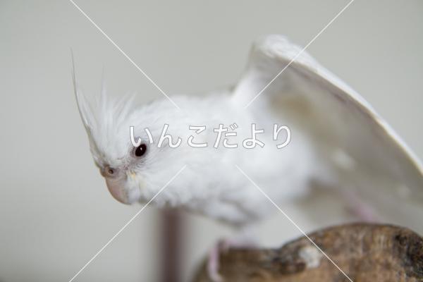 迷い鳥の写真