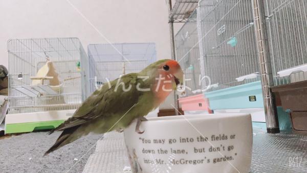 迷い鳥の写真