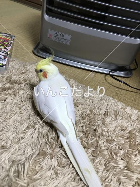 迷い鳥の写真