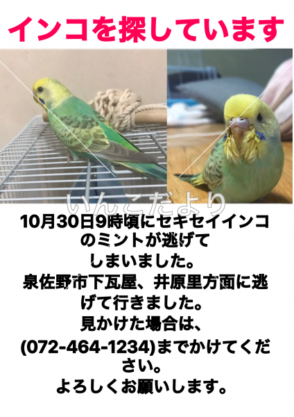 迷い鳥の写真