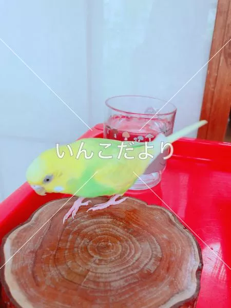 迷い鳥の写真