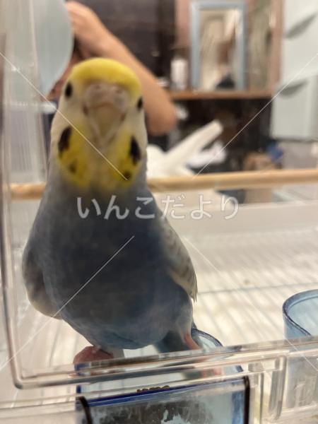 迷い鳥の写真