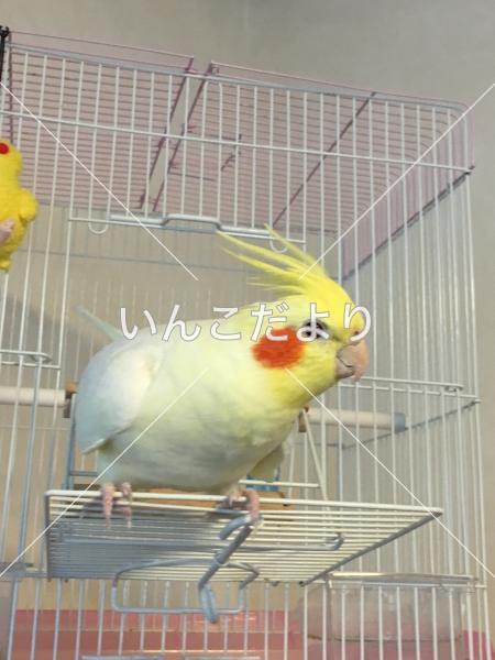 迷い鳥の写真