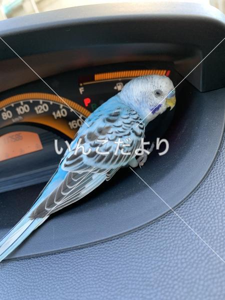 保護鳥の写真