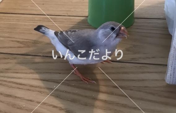 迷い鳥の写真