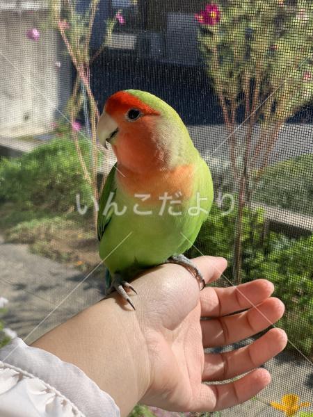 迷い鳥の写真