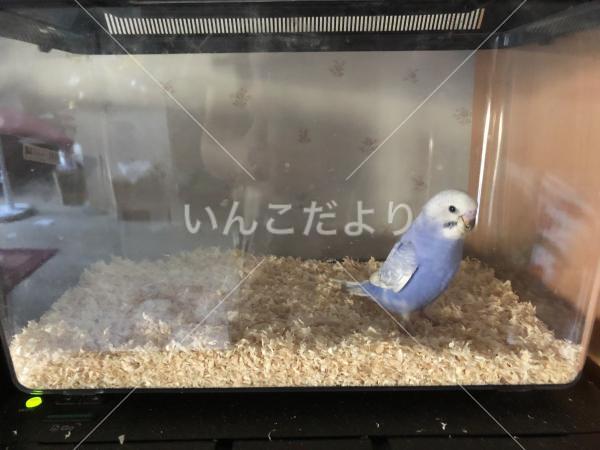 迷い鳥の写真