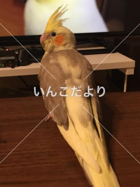 迷い鳥の写真