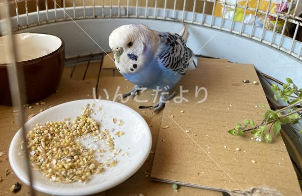 保護鳥の写真