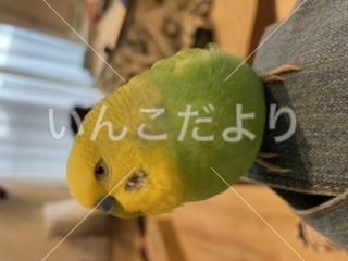 迷い鳥の写真