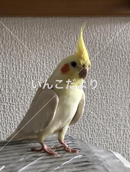 迷い鳥の写真