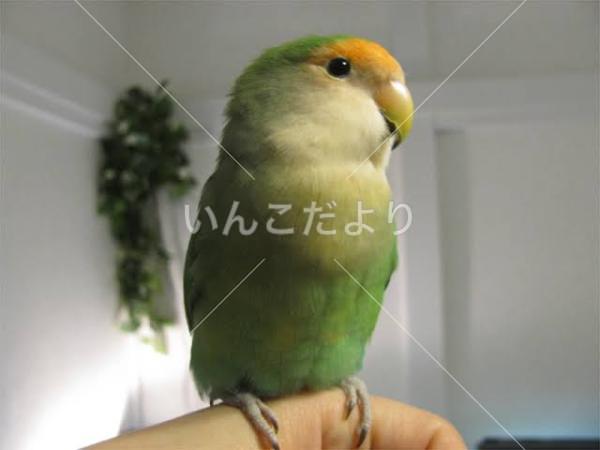迷い鳥の写真