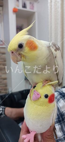迷い鳥の写真