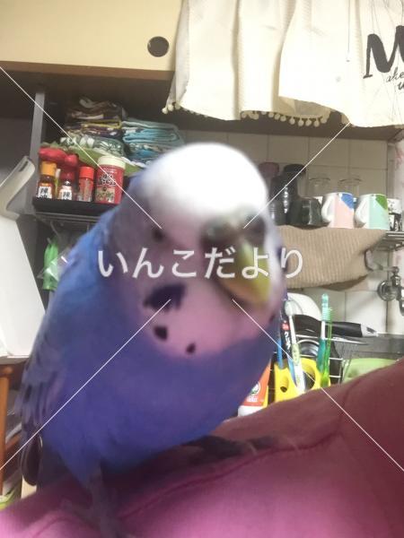 迷い鳥の写真