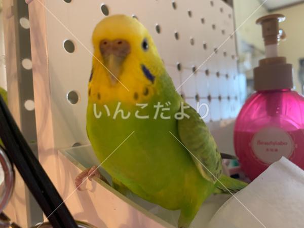 迷い鳥の写真