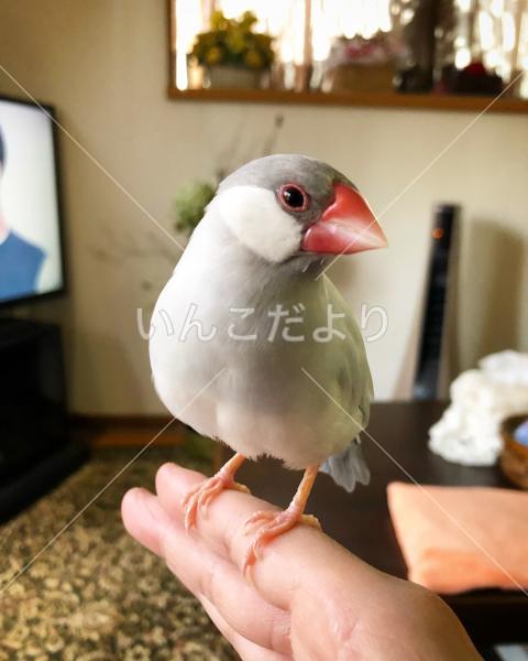 迷い鳥の写真