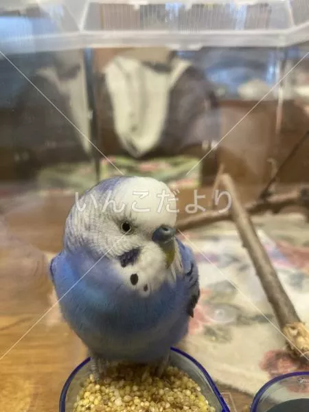 保護鳥の写真
