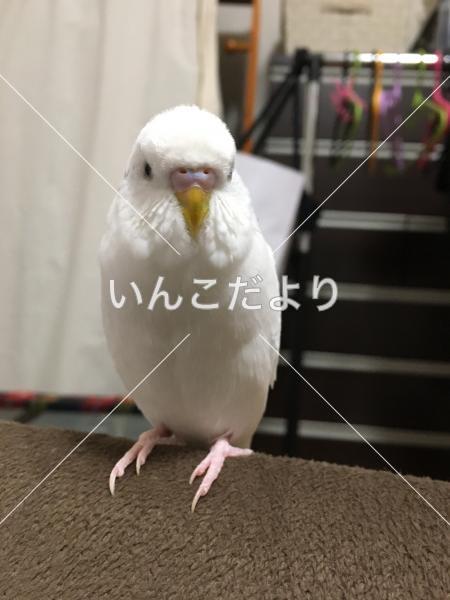 迷い鳥の写真