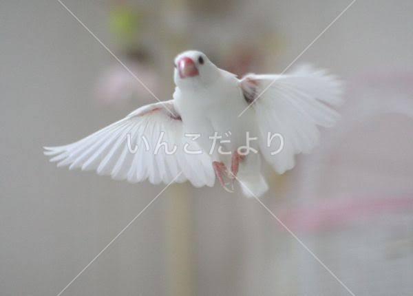 迷い鳥の写真