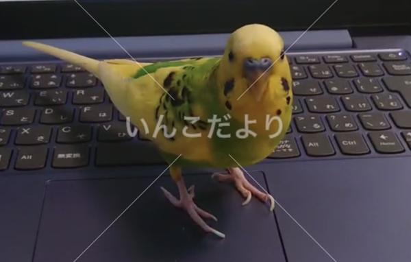 迷い鳥の写真