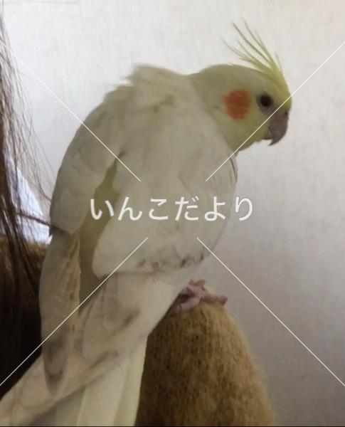 迷い鳥の写真