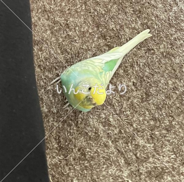 迷い鳥の写真