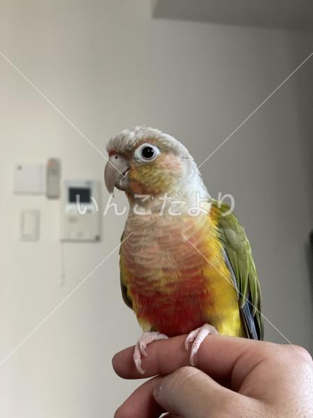 迷い鳥の写真