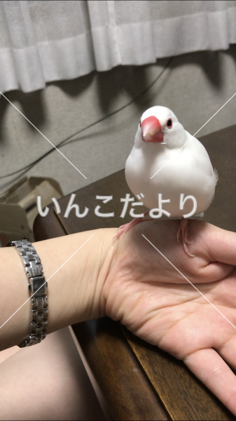 迷い鳥の写真