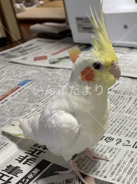 迷い鳥の写真