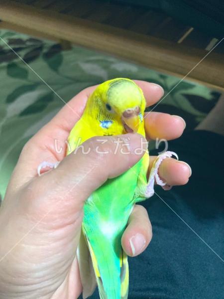 迷い鳥の写真