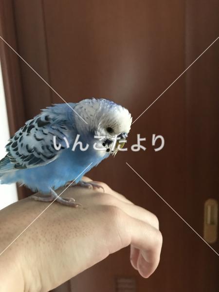 保護鳥の写真