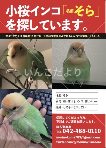迷い鳥の写真