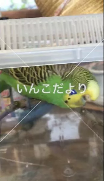 保護鳥の写真